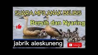 Download lagu suara pikat anak belibis jos mp3 Download lagu suara pikat anak belibis jos mp3