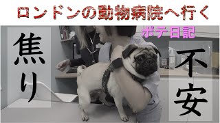 【ポテ日記】パグが海外で動物病院に行ったらこうなった