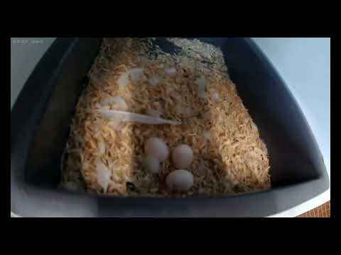 Der ganz normale Welli  Wahnsinn Teil 2