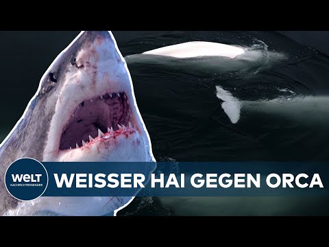 DUELL DER MEERES-GIGANTEN: Seltenes Video! Hier kämpft ein Orca gegen einen weißen Hai