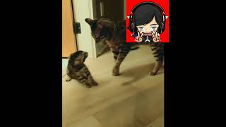 Download lagu KUCING LUCU l JANGAN SENTUH AKU - JANGAN SENTUH AKU mp3 Download lagu KUCING LUCU l JANGAN SENTUH AKU - JANGAN SENTUH AKU mp3