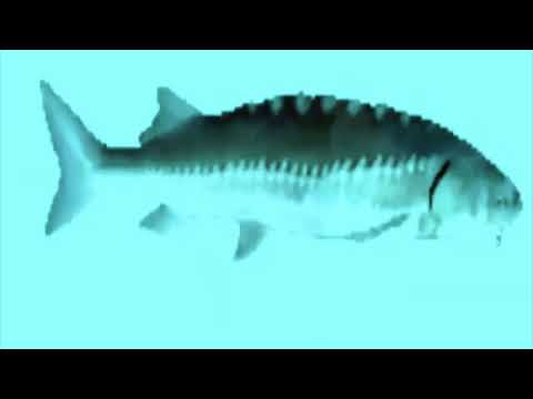 Wojciech Skowroński --- BLUES and ROCK