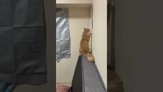 #可愛い猫  #猫  #cat
