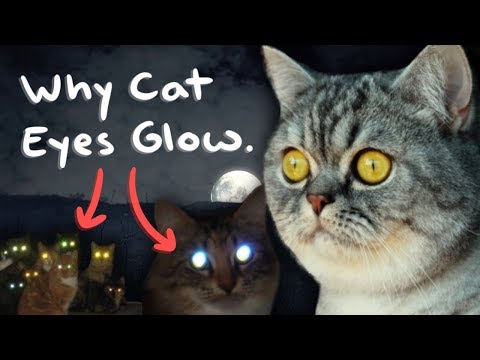 Why Cat Eyes Glow in the Dark