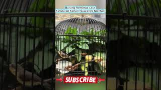 Download lagu Burung Remetuk Laut Ketularan Kenari, Suaranya Mantap! mp3 Download lagu Burung Remetuk Laut Ketularan Kenari, Suaranya Mantap! mp3