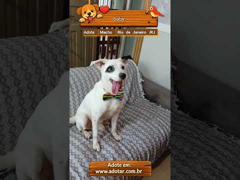 Vídeo de boby