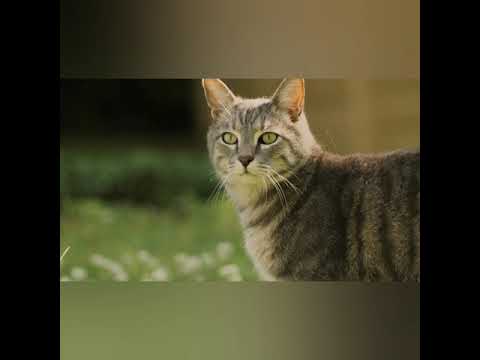 BEAUTIFUL LITTLE CAT'S ||