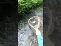 Video Thumbnail for Brook Trout Are Related To Arctic Char ￼