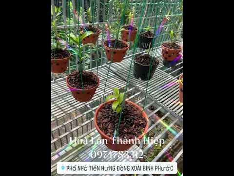 ngày 26 tháng 8, 2021