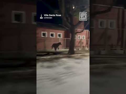 RESCATARON A UN AGUARÁ GUAZÚ QUE CORRÍA POR LAS CALLES DE CÓRDOBA