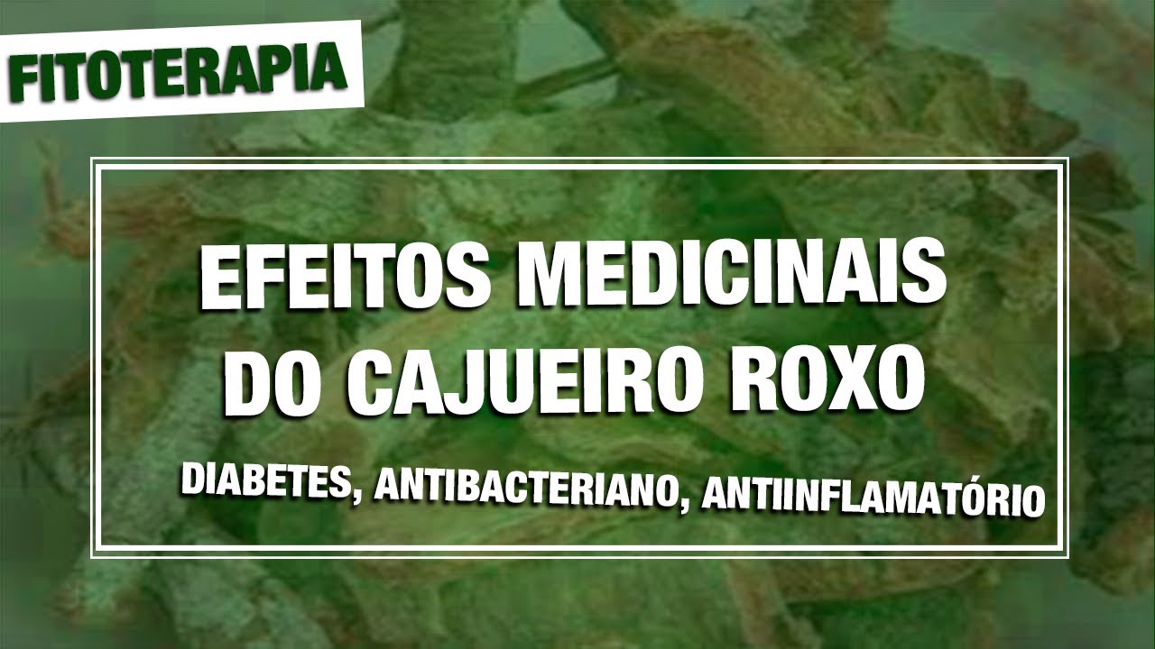 CAJUEIRO ROXO - EFEITOS MEDICINAIS: ANTIMICROBIANO, ANTI INFLAMATÓRIO, CICATRIZANTE, HIPOGLICEMIANTE