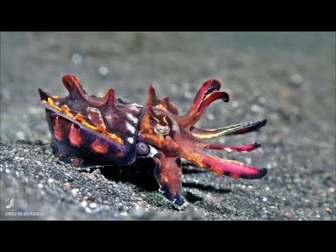 Diving with Critters at Lembeh Resort -  Indonesia North Sulawesi