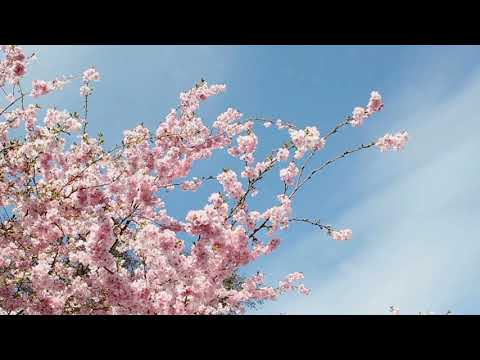 White flowers inthe air- toshiyuke Watanabe
