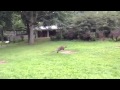 Detroit Zoo
