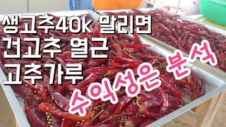 고추농사 돈될까?   생고추 ,건고추,고추가루 어느 것이 수익성  좋을까?
