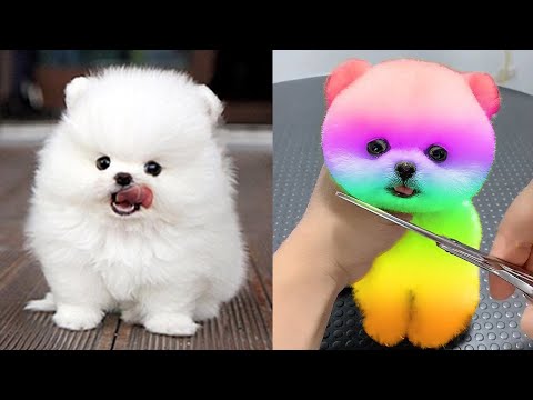 A Cute Compilation of Puppies