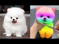 Funny and Cute Pomeranian Videos #4 | Cutest Puppies