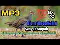 Suara Sintaran Sawah Sangat Ampuh Terbukti 100