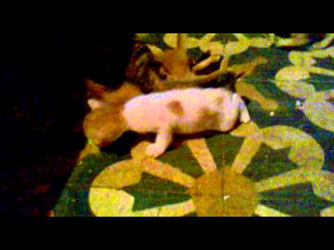 dombivali sushant Small Cat funny