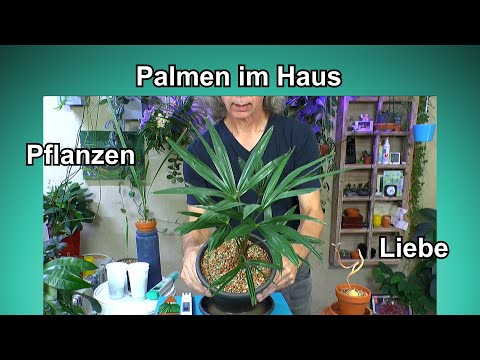 , title : 'Palmen im Haus, Wie wir sie pflegen und vermehren Dattelpalme, Trachycarpus, Spuckpalme und Neue'