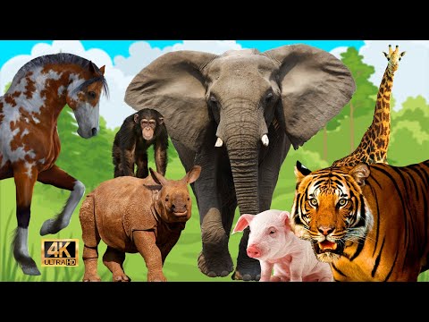 India Wildlife In 4K - Amazing Scenes Of India's Animals | Scenic Relaxation Film,Wild animals sound