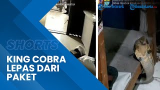 Viral Video Ular King Cobra Keluar dari Paket di Kantor Jasa Pengiriman Barang