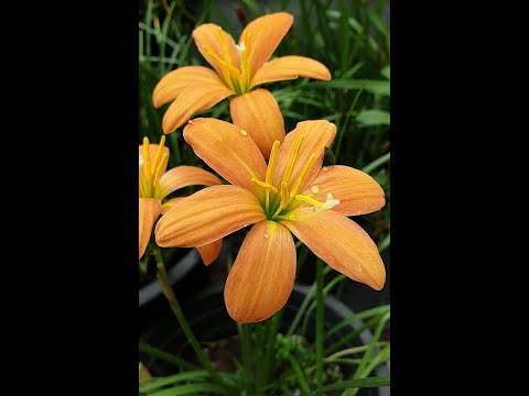 Rainlily: Jaanam - Kaleem's Jaanam