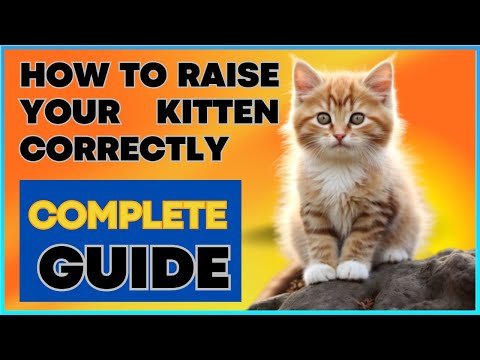 Kitten Care 101: Your Complete Guide to Raising Happy, Healthy Kittens