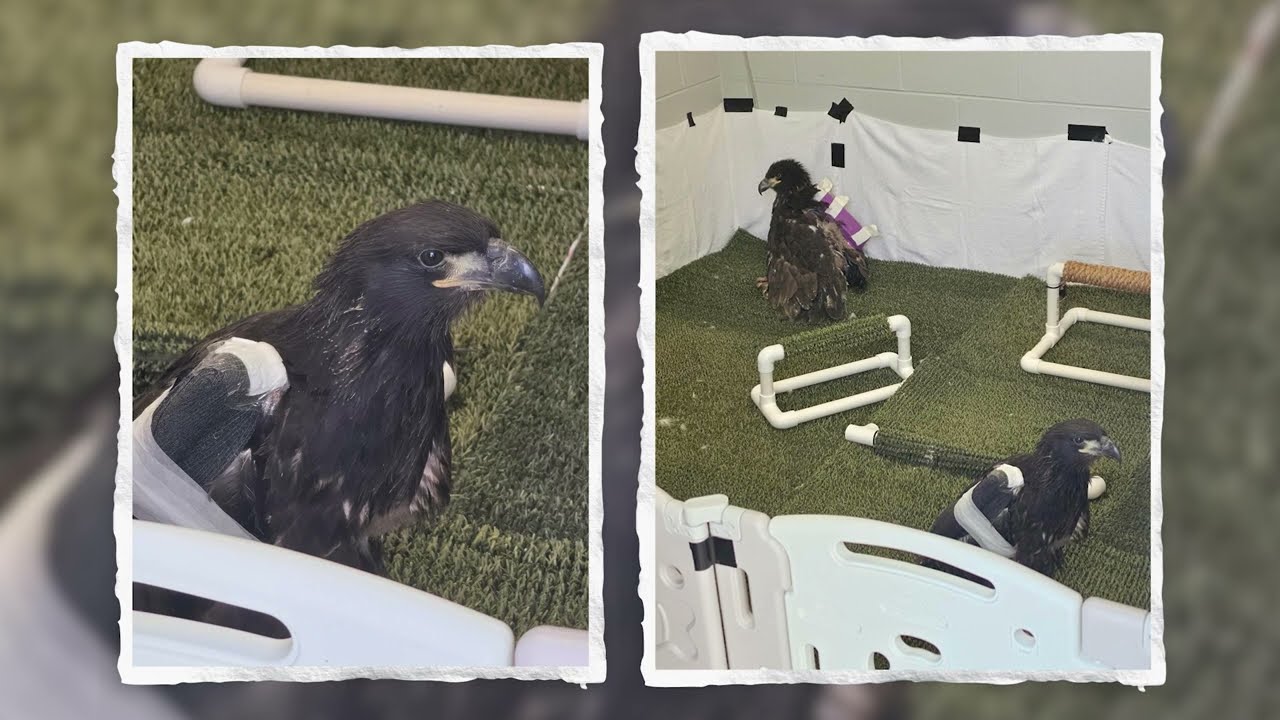 Video 1 preview image