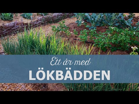 Ett år med lökbädden - från anläggning till skörd