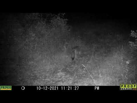 coyote on the trail 10 12 1121PM