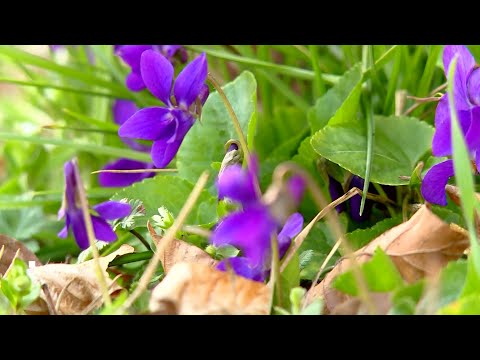 A Balaton apró kincsei a POGGYÁSZ-ban 20210403