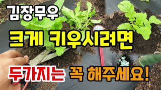 김장무우 크게 키우시려면 두가지는 꼭 해주세요 무우솎는방법 웃거름 무우재배방법