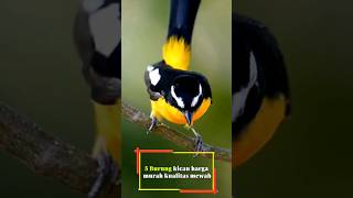 Download lagu 5 types of cheap, luxurious quality songbirds mp3 Download lagu 5 types of cheap, luxurious quality songbirds mp3