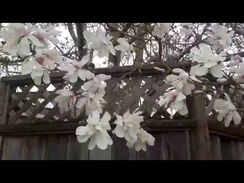 Star Magnolia / Magnolia stellata