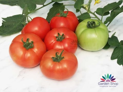 Great Bulgarian tomatoes - Reyana F1