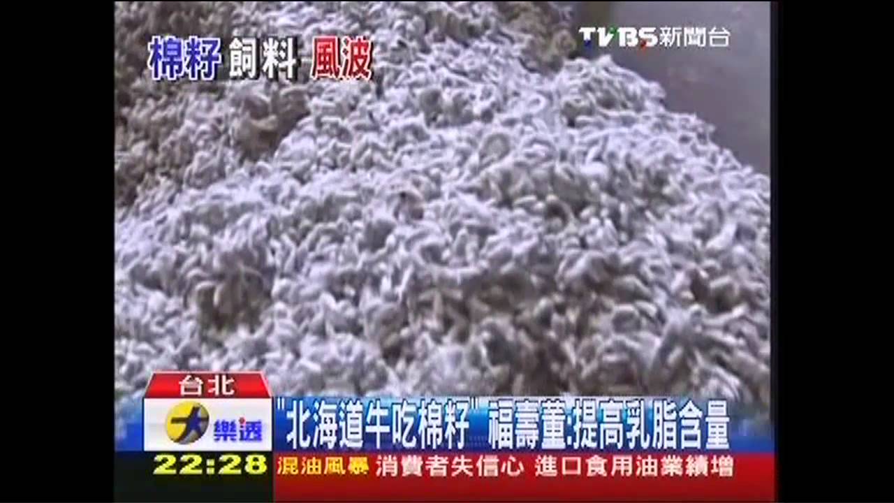 「北海道牛吃棉籽」 福壽董:提高乳脂含量