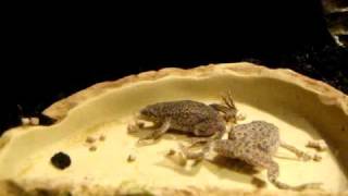 2 African Dwarf Frogs eating dinner