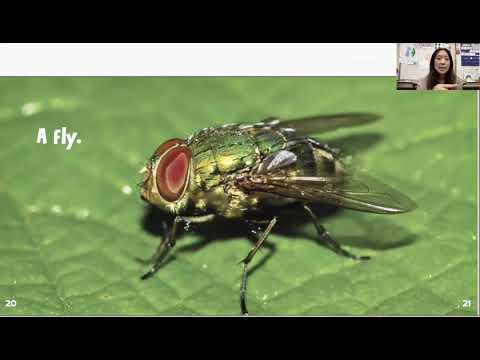 What Bug Am I? (Read-a-loud)