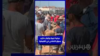 حركية كبيرة وإقبال متزايد بسوق الأضاحي في القنيطرة thumbnail