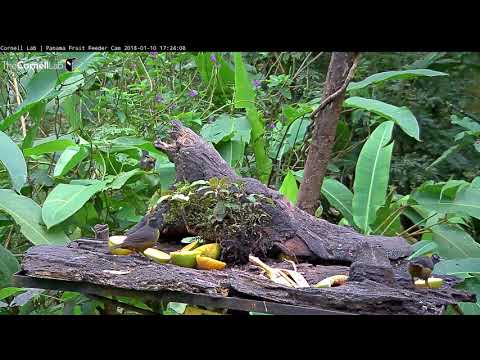 Three Dusky-faced Tanagers At Panama Fruit Feeders – Jan. 10, 2018
