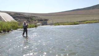 preview picture of video 'Big trout San Juan River triple hookup May 2009'
