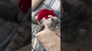 Download lagu #cat #adorably #cuteanimal #catcute #cute #cutecat #funny #cutepet #kitten mp3