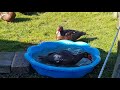 Donald Huey Dewey Louie Bathtime