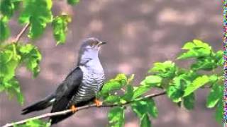 Taraf de Haidouks - Cuculetu