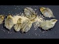 3 Days Old LAVENDER QUAIL CHICKS Birds Quails Quailbird Quailchicks Quailbirds Coturnixquail