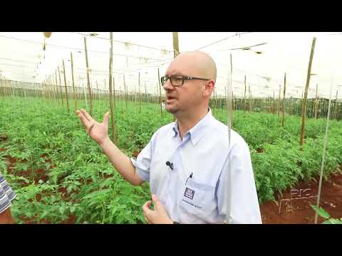 , title : 'Consultor técnico dá dicas sobre a produção de tomate'