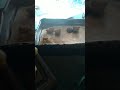 Batata Rústica No Tacho Só Pra Enganar
