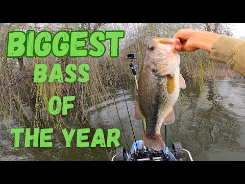 Giant Bass and Giant Limit at Clear Lake