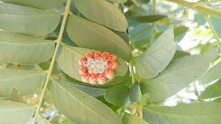 Nature's Art: Stunning Insect Egg Cluster on Leaf | Macro Wildlife Photography ||